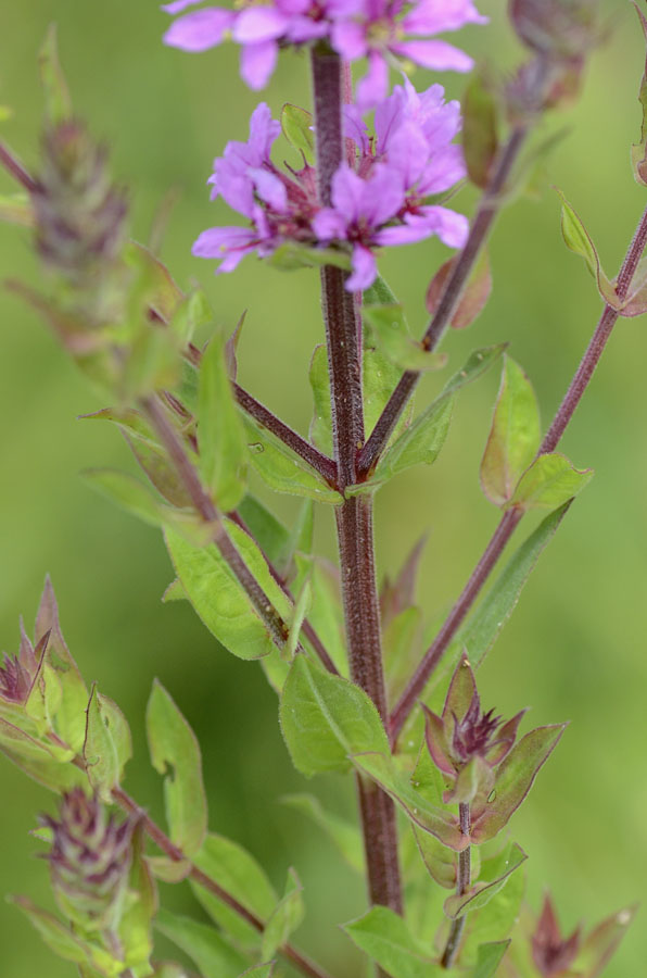 Lythrum salicaria / Salcerella comune